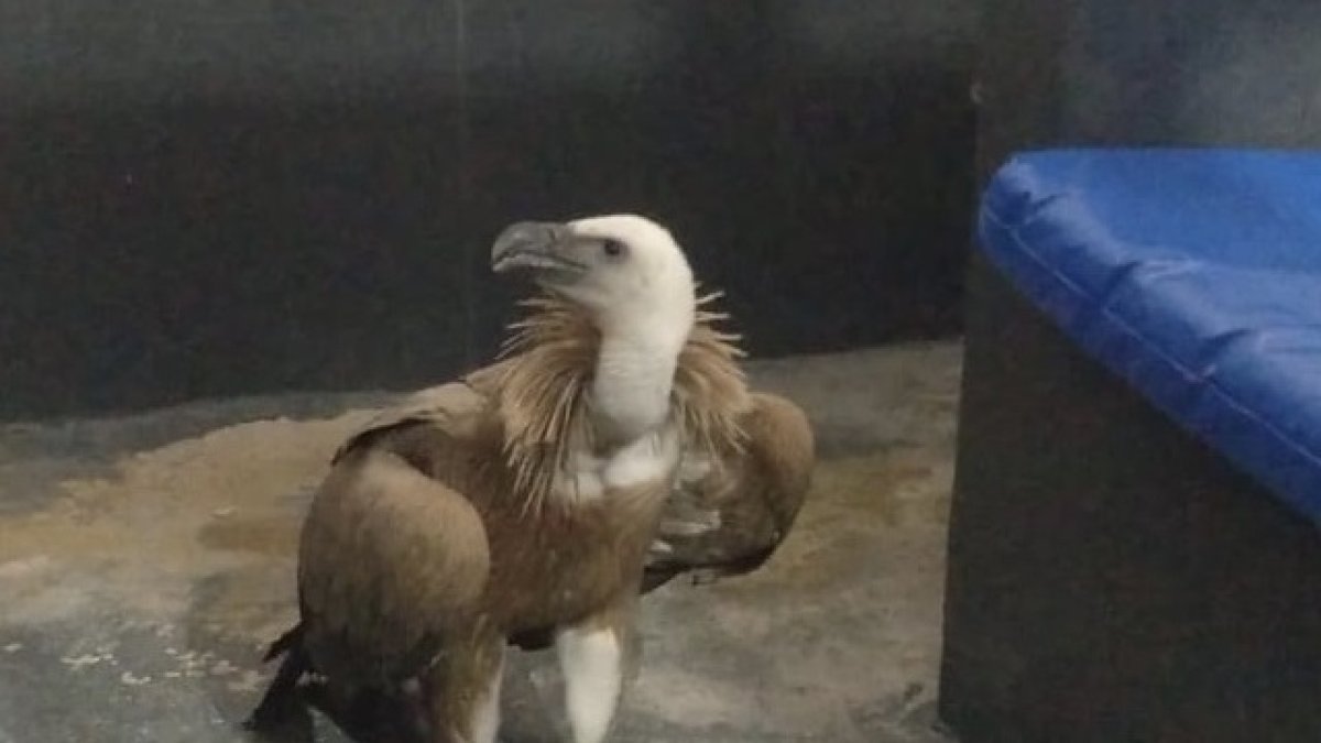 El ejemplar de buitre rescatado.