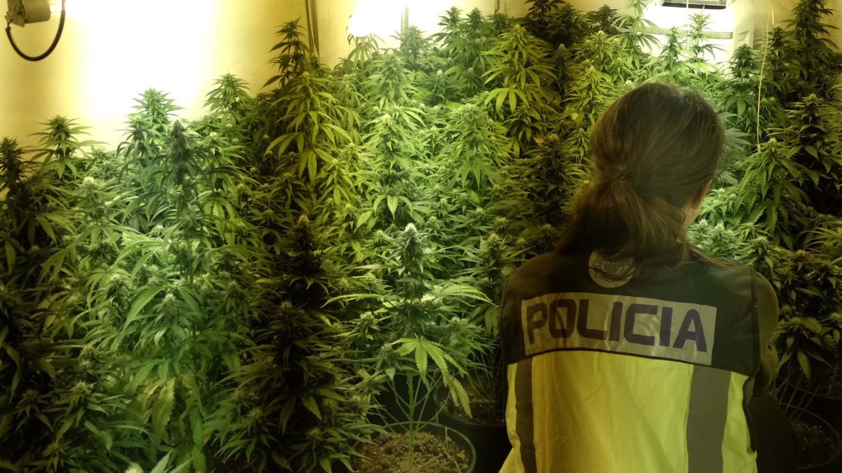 Plantación encontrada en una vivienda de Pescadería.