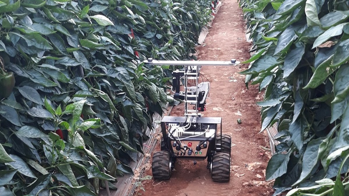 Plantación agrícola.