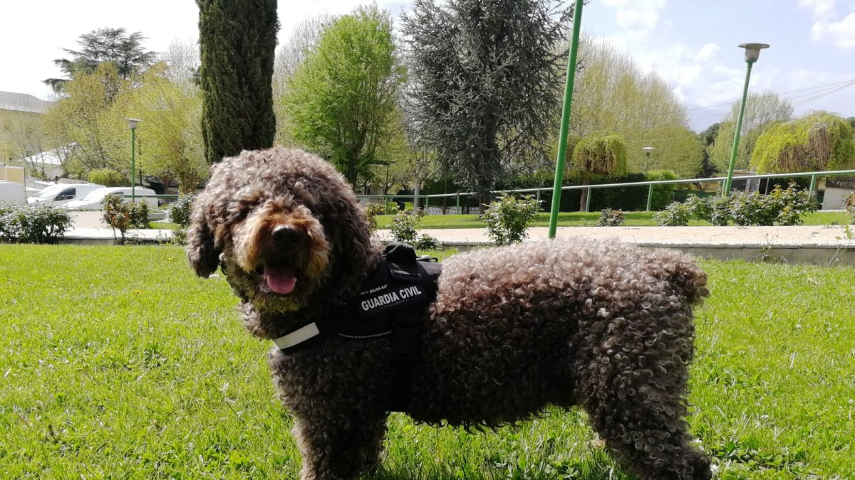 Imagen de Marley, compartida por la Guardia Civil en su cuenta de Twitter.