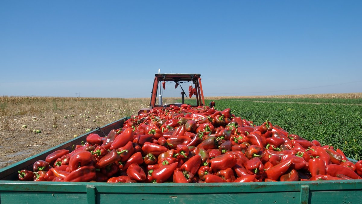 Transporte de alimentos.