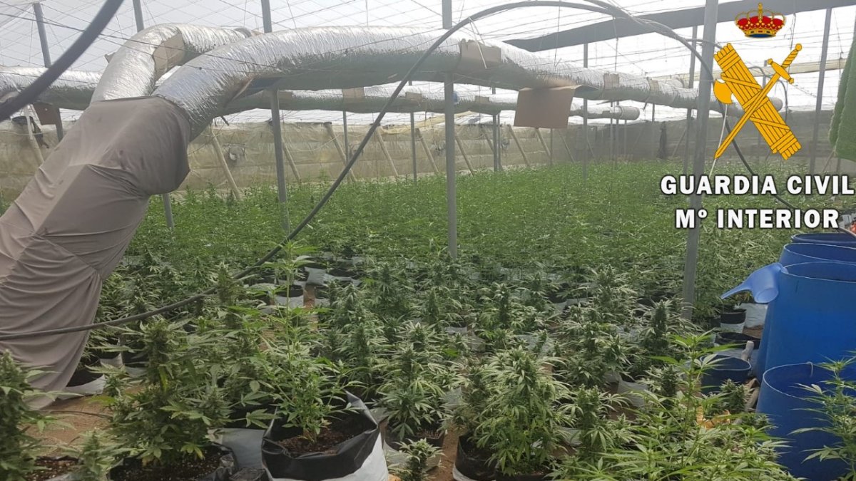 Interior del invernadero con las plantas de marihuana.