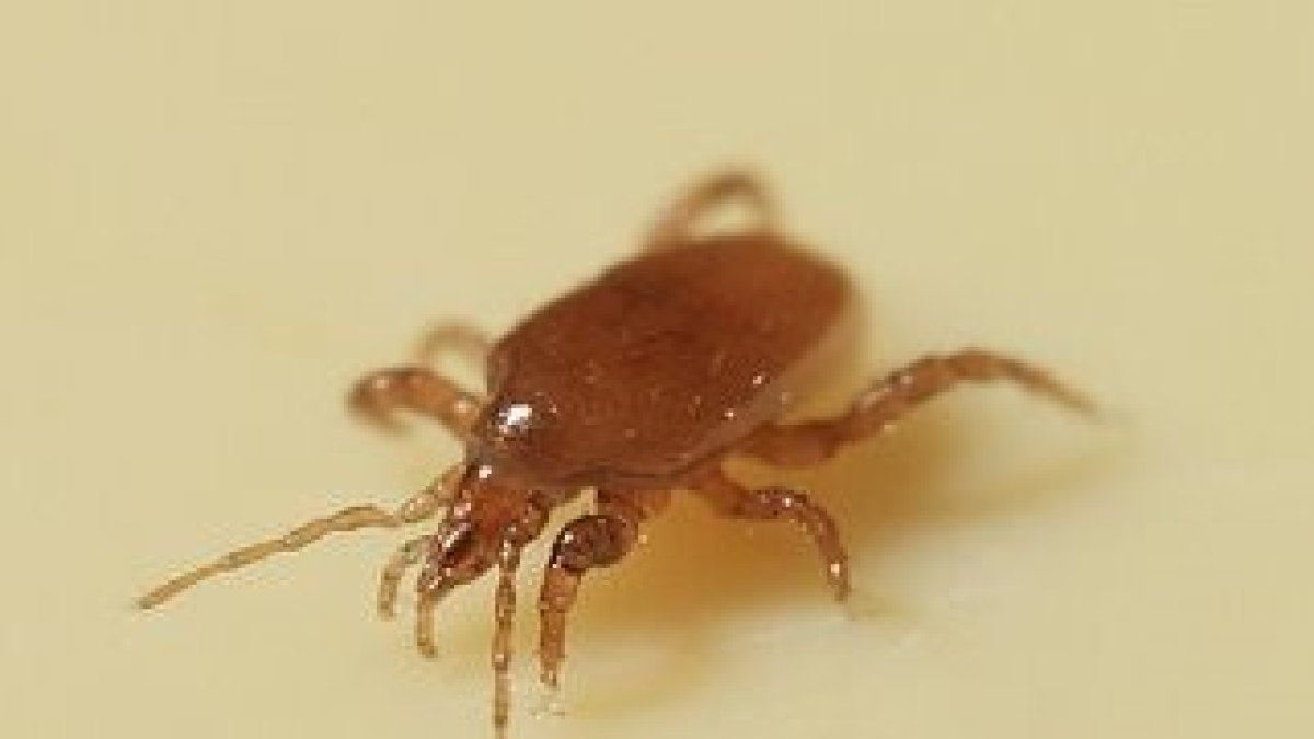 Muchos agricultores confían en esta solución.