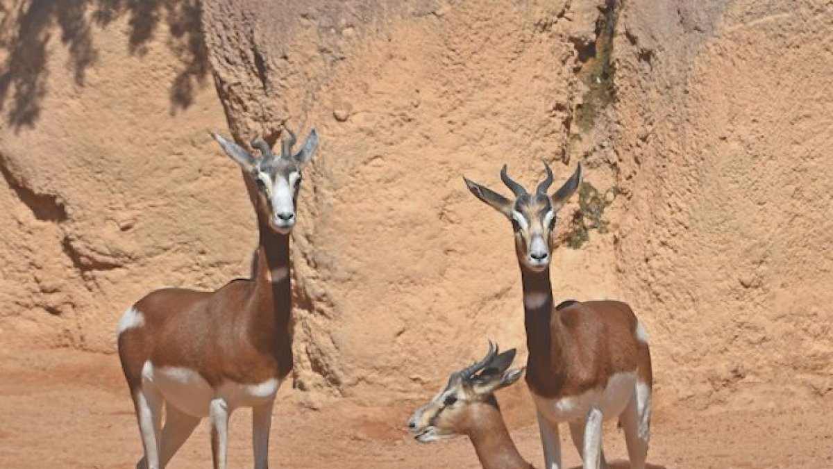 Gacelas en la reserva almeriense.