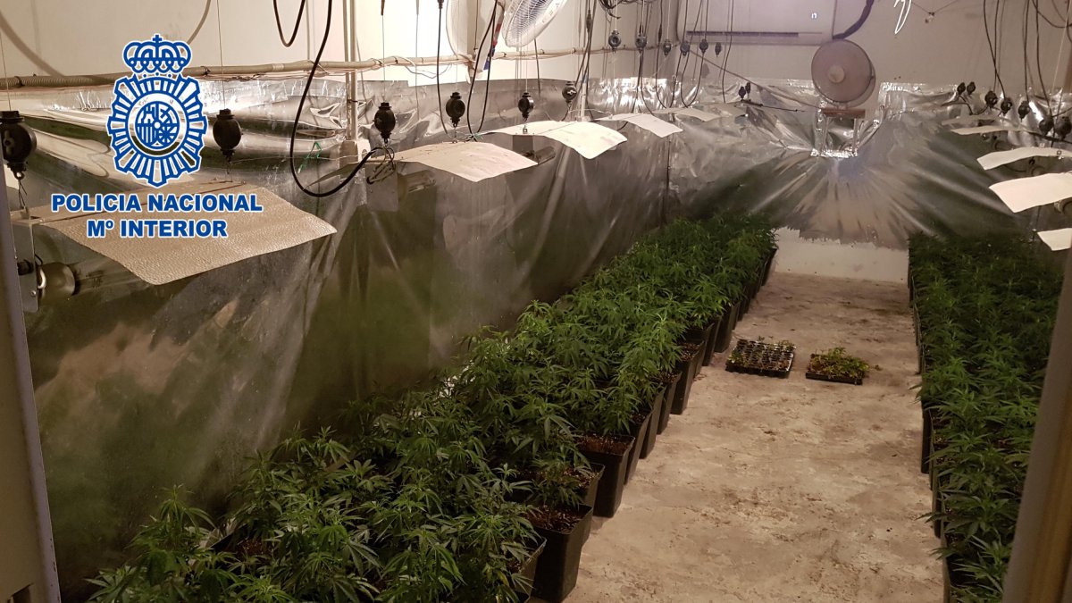 La Policía Nacional ha intervenido 311 plantas de marihuana.