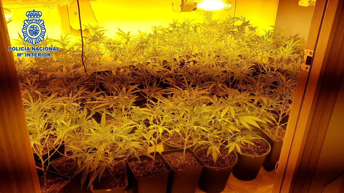 Plantación descubierta en la capital.