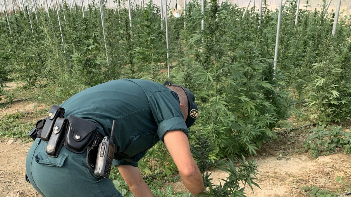 Un agente, en el invernadero donde se cultivaba marihuana.