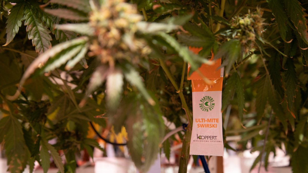 Un sobre de Swirski Ulti-Mite® en una plantación de cannabis medicinal.