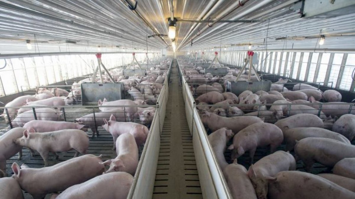 Granja porcina de cerdo blanco que se engorda en el Levante almeriense.