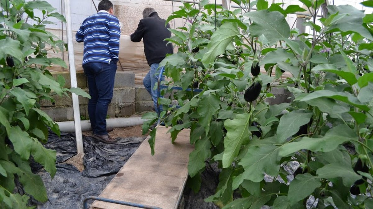 Agricultores en un invernadero.