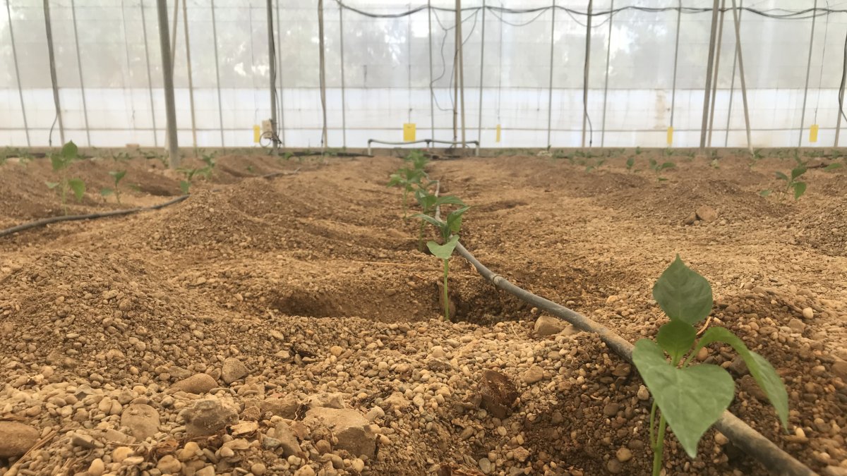 Ifapa en colaboración con Novihum Soil Technologies organiza la jornada \