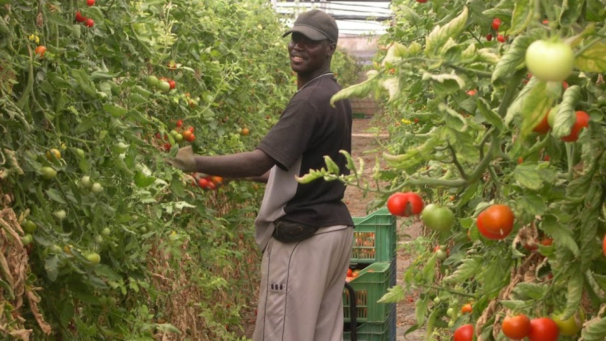 Imagen de archivo de un trabajador en un invernadero almeriense.