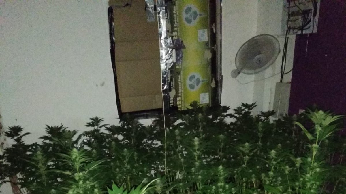 Plantas encontradas en el interior de la vivienda de alquiler.
