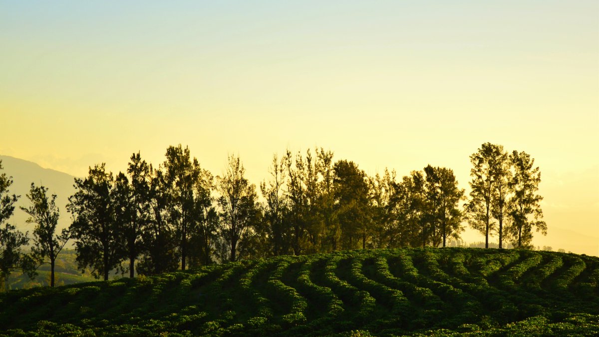 Cafetal en Costa Rica.