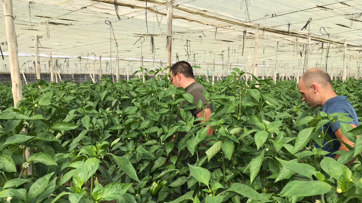 Cultivo de la Escuela Agraria de Vícar.