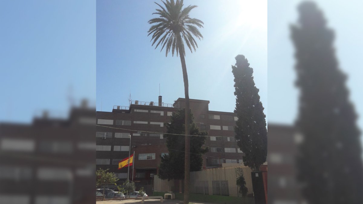 Palmera en el  instituto ‘Azcona’.