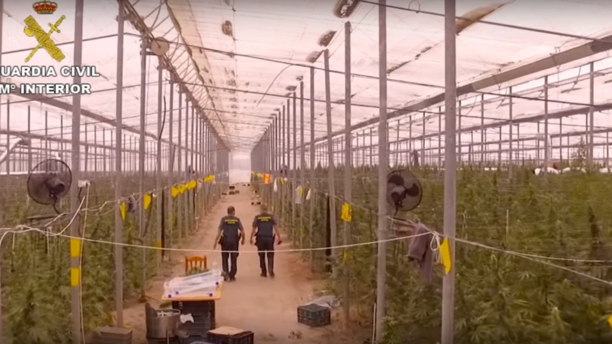Un invernadero lleno de marihuana.
