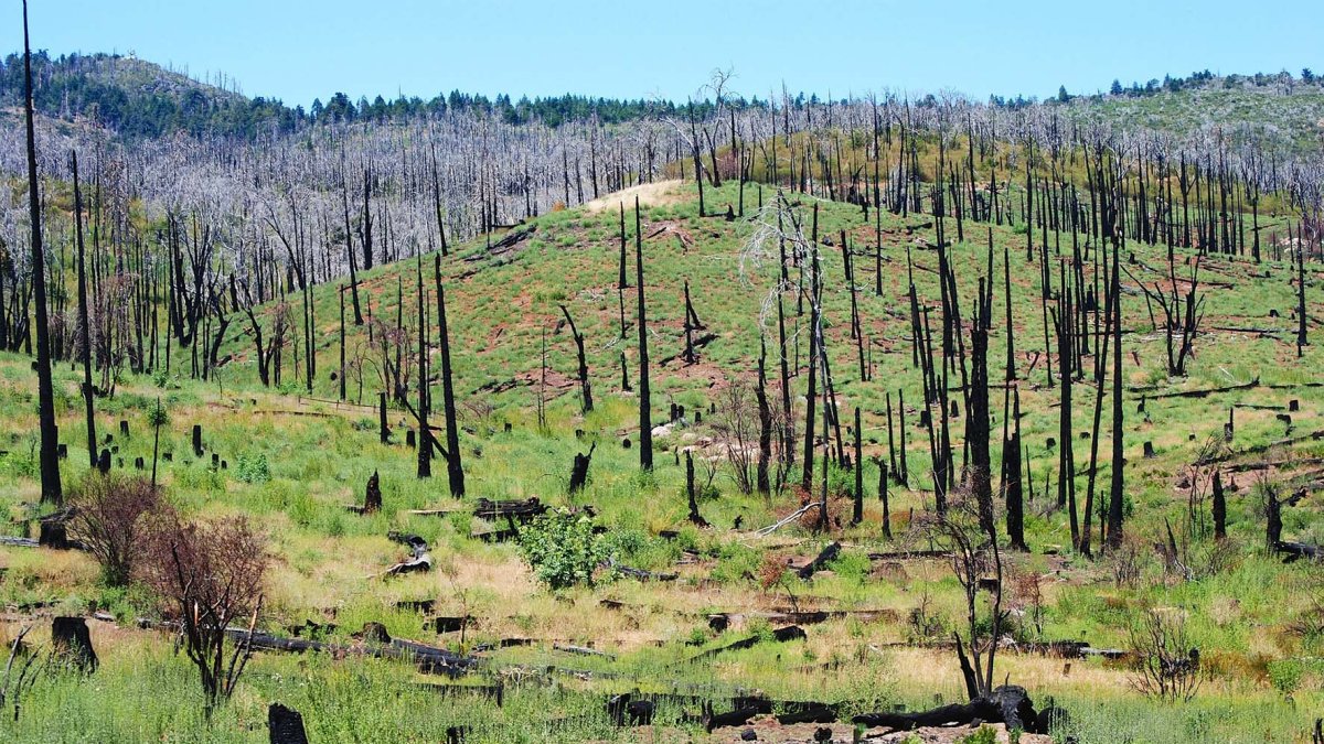 Árboles quemados por un incendio.