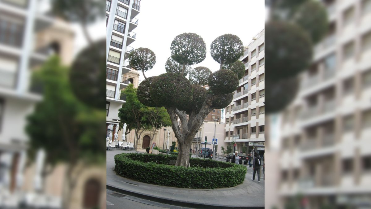 Bonsai de plaza San Sebastián.