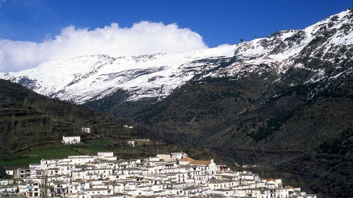 Los pinares de zonas como Las tres Villas y Nacimiento, en Sierra Nevada, presentan síntomas de decaimiento.