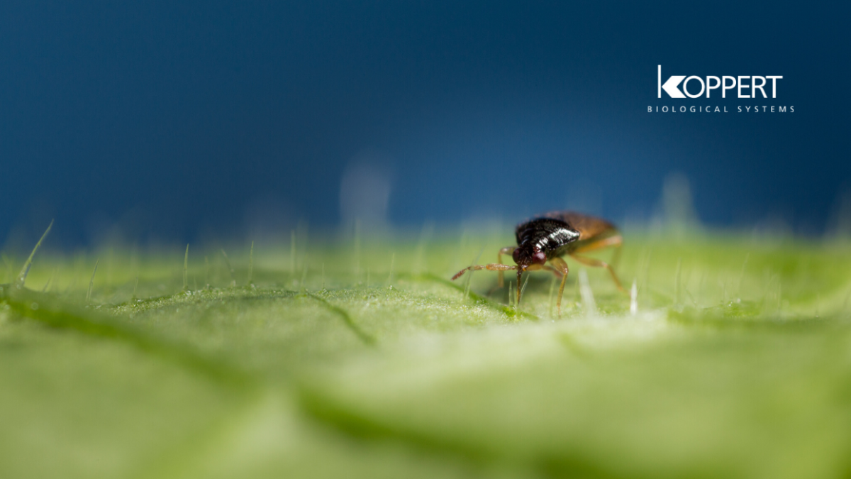 Un ejemplar adulto de Orius laevigatus en una hoja de pimiento.