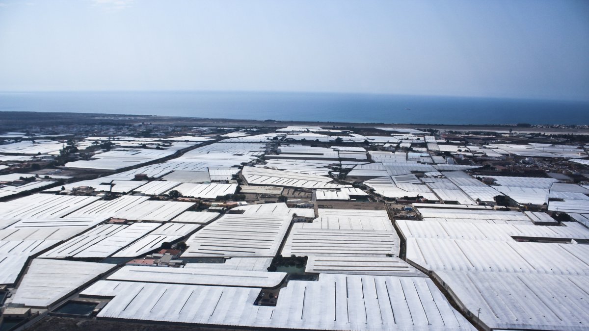 La Vega de Almería presenta las mayores cotizaciones