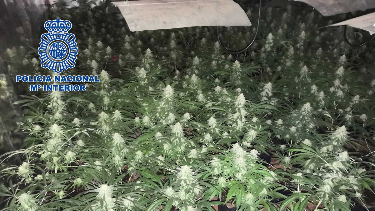 La Policía Nacional ha intervenido 444 plantas de marihuana.
