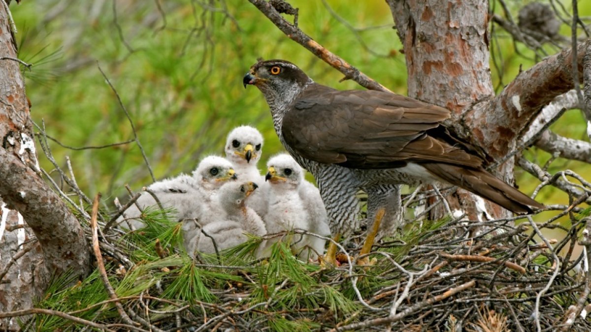 El azor es un ave protegida por la legislación de la comunidad andaluza.