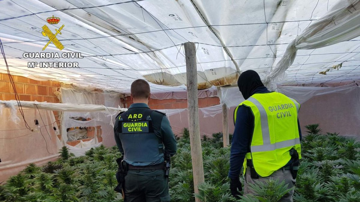 Agentes de la Guardia Civil en un invernadero de marihuana.