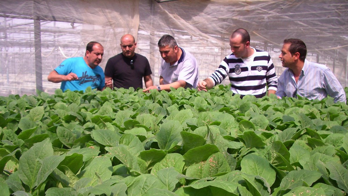 Los semilleros son uno de los segmentos de negocio de la industria auxiliar que cuentan con mayor número de empresas en la provincia de Almería.