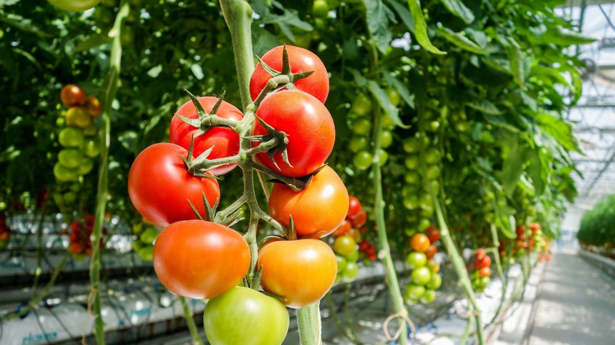Imagen de un ramo de tomate.