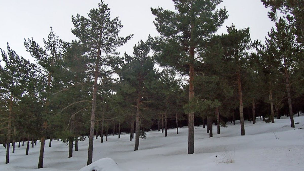 Nieve caída días atrás en las inmediaciones de Calar Alto.