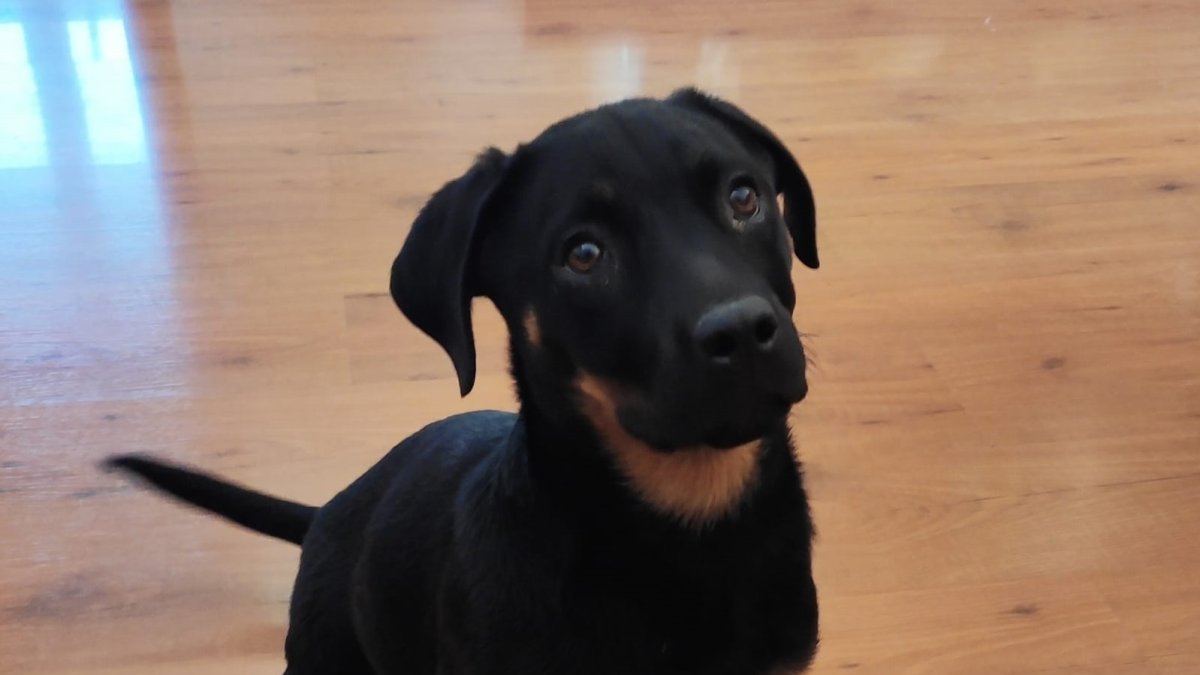 Yana es una cachorro que se puede adoptar en la protectora.