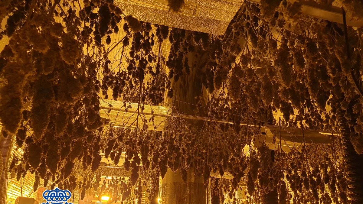 El secadero descubierto por los agentes.