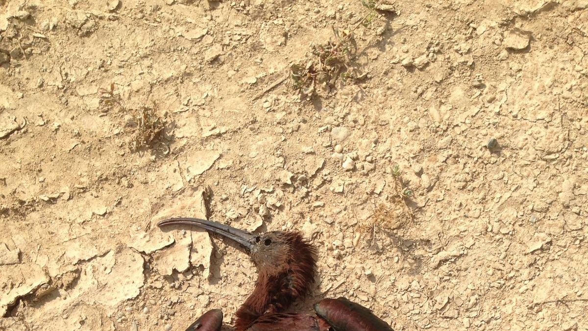 Una de las aves muertas, afectadas por la destrucción de espacio en El Ejido.
