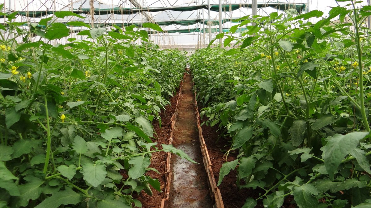 Interior de un invernadero.