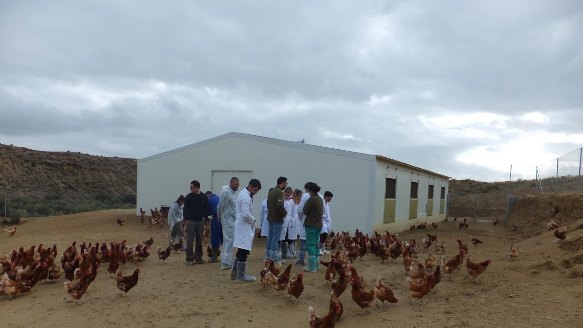 Un momento en la visita a la granja de gallinas.