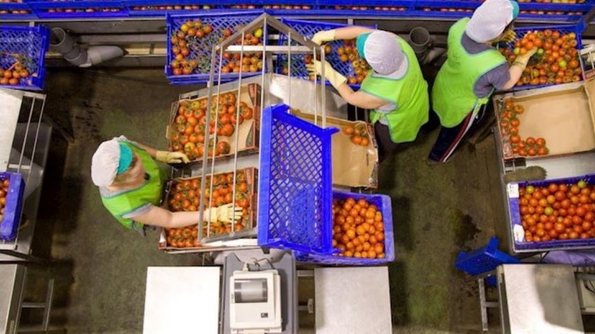 Trabajadores manipulan tomates del campo almeriense.