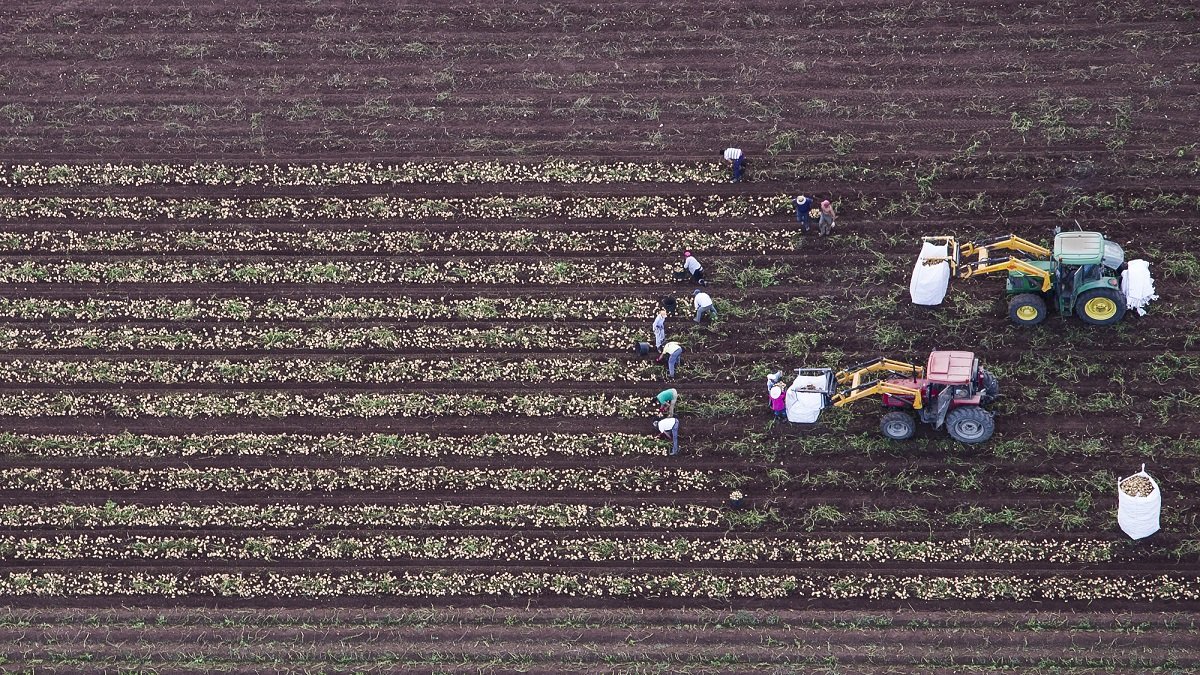 La cosecha, de Mario Navas Carneros.