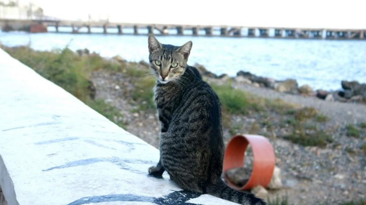 Gato junto a la colonia felina del paseo marítimo