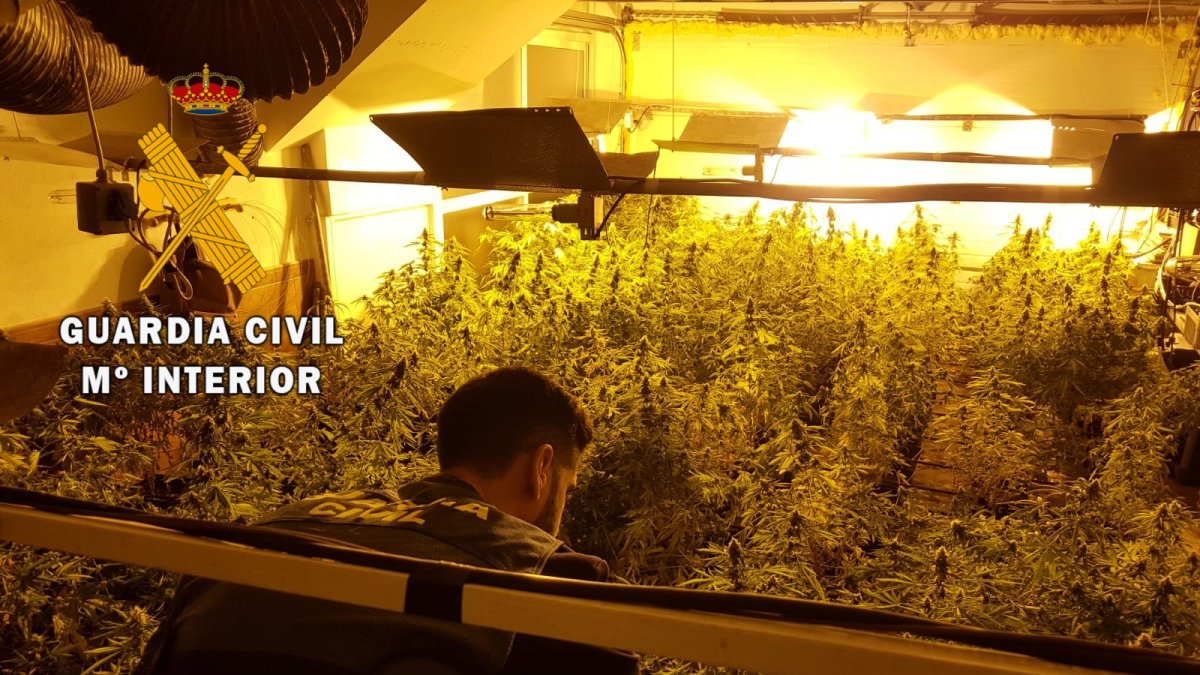 Plantación encontrada por la Guardia Civil en Almerimar.