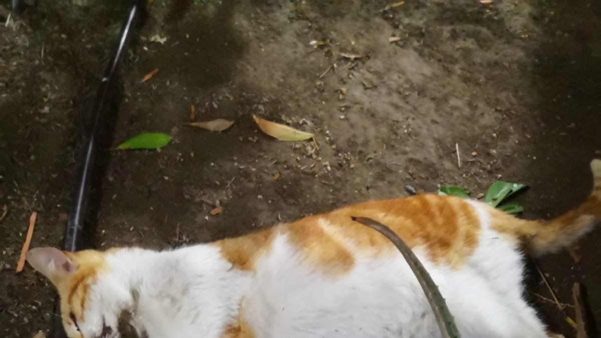 Uno de los gatos fallecidos recientemente.