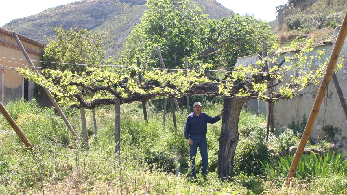 Una de las parras madre más antiguas de la provincia en la puerta de un molino del río Andarax en Terque, de la variedad Airén.