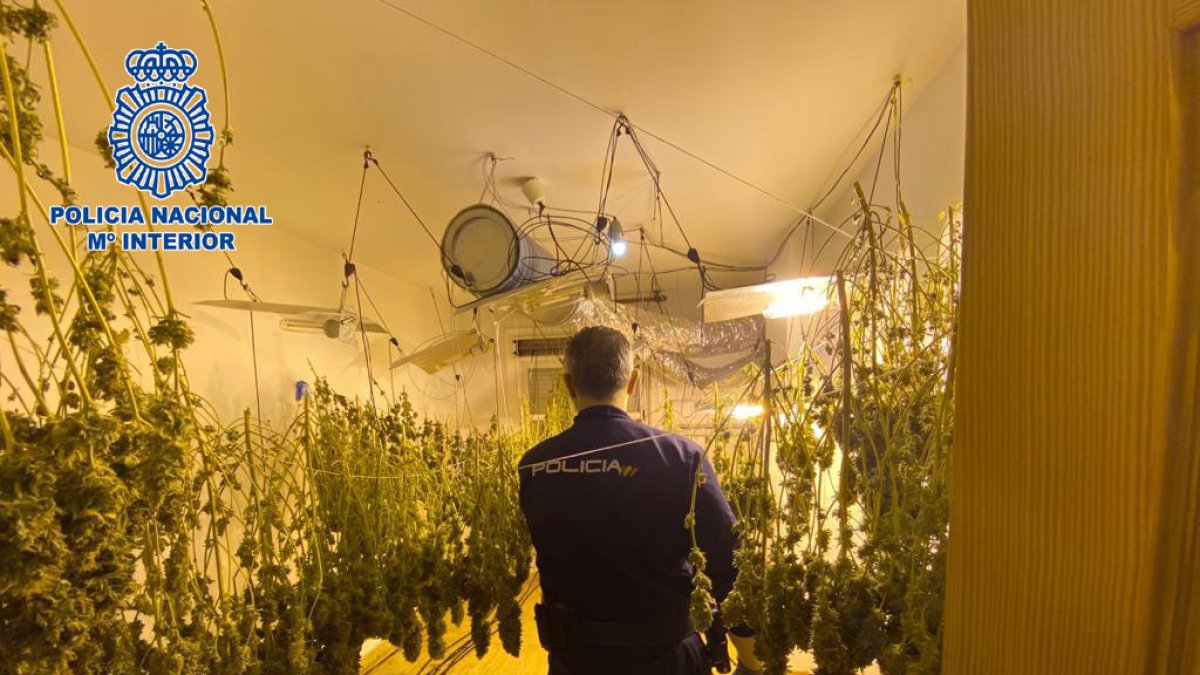 Un agente de Policía Nacional, en el interior de la plantación.