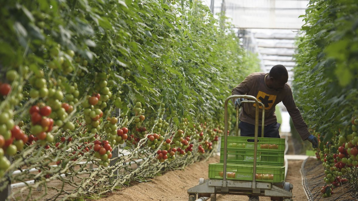 un agricultor recogiendo tomates en un invernadero.