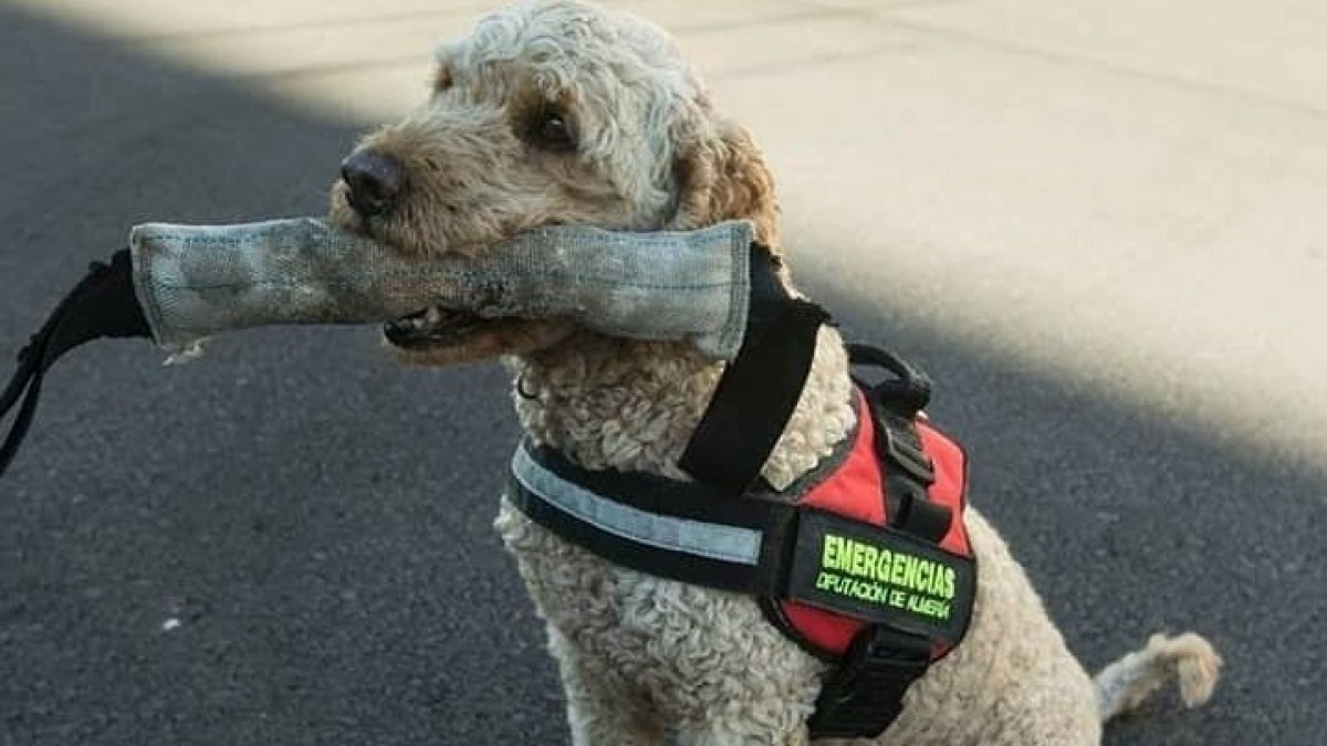 El perro \'Frodo\' en una imagen de Protección Civil en Instagram.