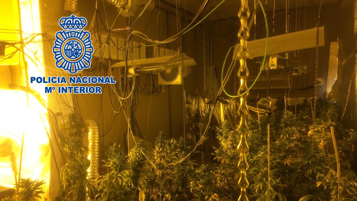 Plantación indoor en Los Molinos.