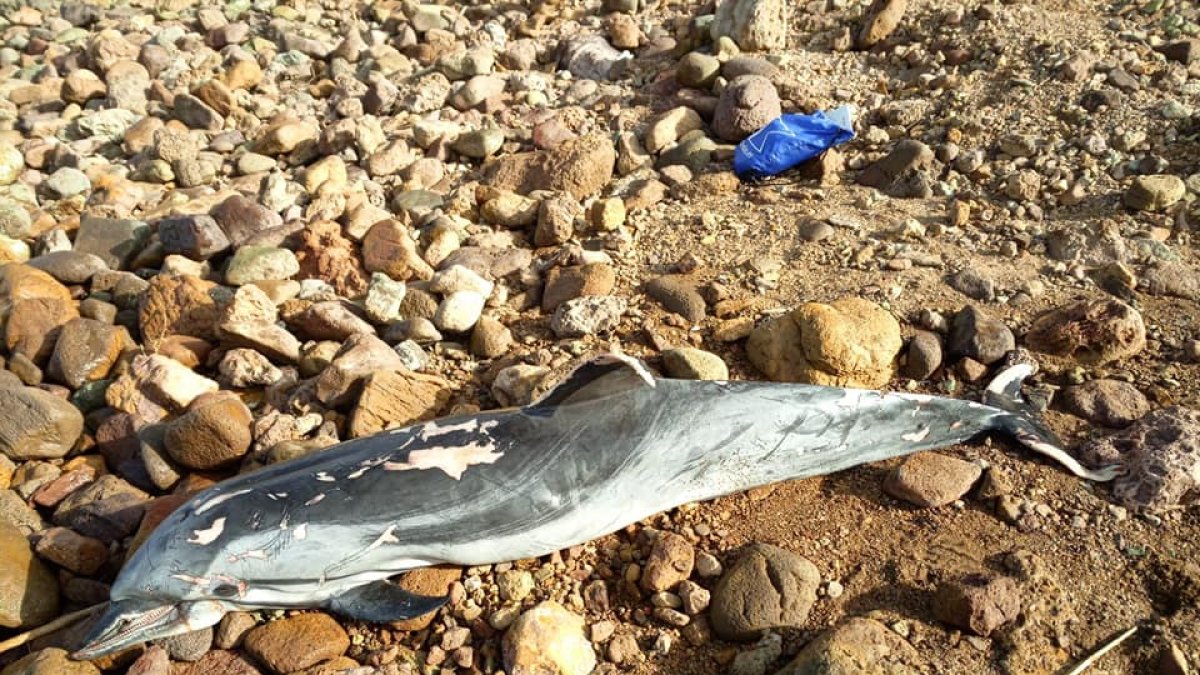 Delfín que apareció muerto hace unos días en una playa de Cabo de Gata. /Foto: Equinac