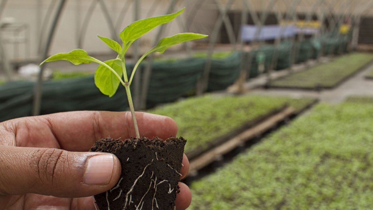 TGestión trabaja con semilleros, entre otros.