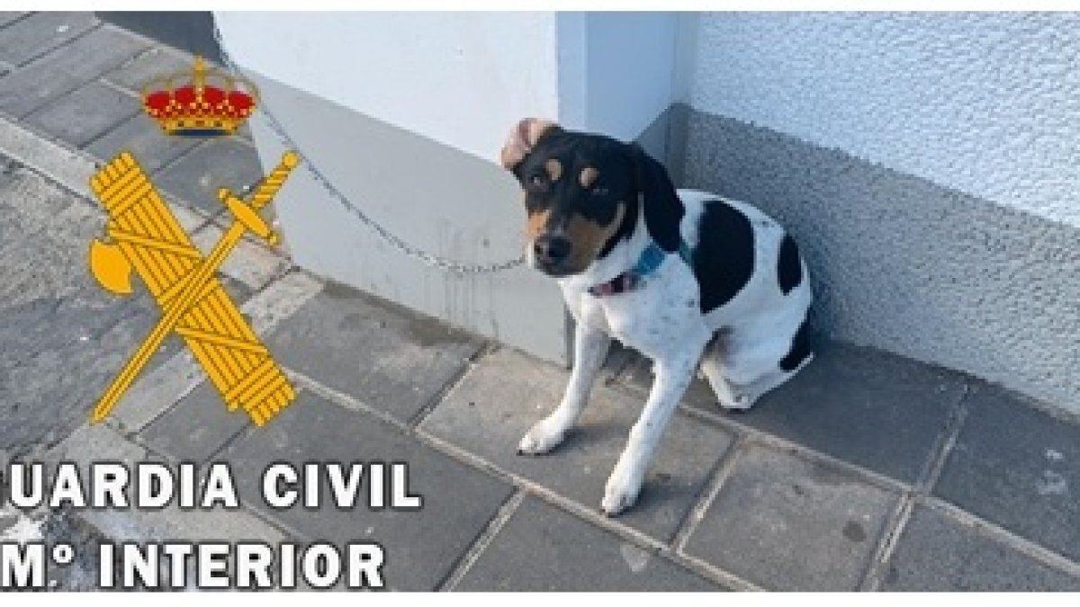 Imagen del perro de raza bodeguero tras ser rescatado por la Guardia Civil.